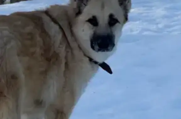 Пропала собака на Почтовой, 3, Зеленодольск - photo