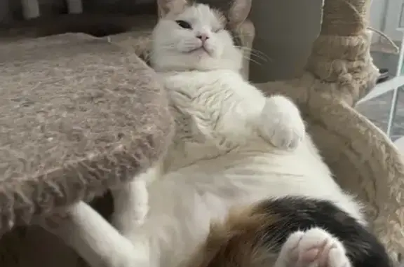 Пропала кошка, Крымская ул. 65, Краснодар - photo