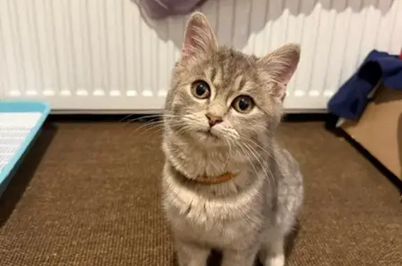 Пропала кошка, Восточная ул. 133, Усть-Лабинск - photo