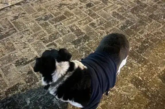 Найдена собака, Ставрополь, фото: Собака найдена: ул. 50 лет ВЛКСМ, 59А