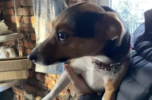 Найдена собака, Петровский, фото: Найдена собака, Центральная ул., Петровский