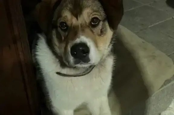 Найдена собака, Тула, фото: Найдена собака, Речная улица, Тула