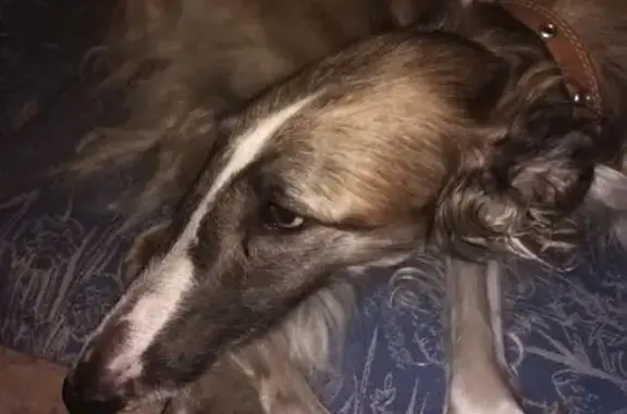 Пропала собака, Малыгино, Владимирская обл. - photo