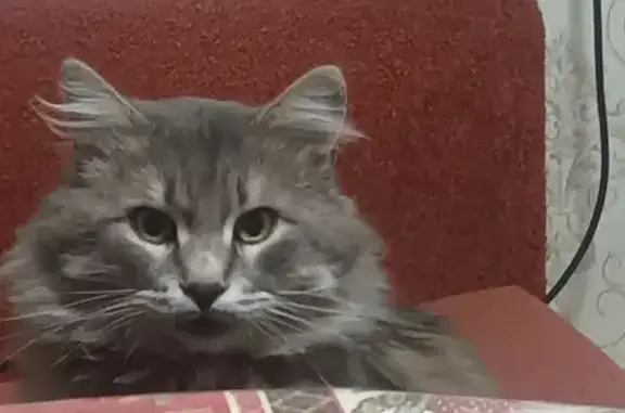 Пропала кошка, Циолковского, Таганрог - photo