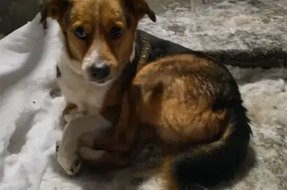 Найдена собака, Павлово, фото: Собака найдена: Коммунистическая 48, Павлово