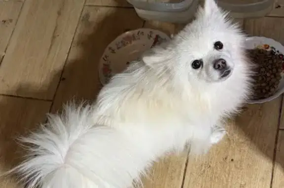 Пропала собака, Белый, Кемеровская обл. - photo