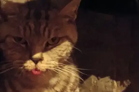 Найдена кошка, Йошкар-Ола, фото: Кошка найдена: Медицинская 5, Йошкар-Ола