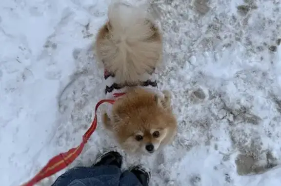 Пропала собака на ул. Лейтейзена, 8, Тула - photo