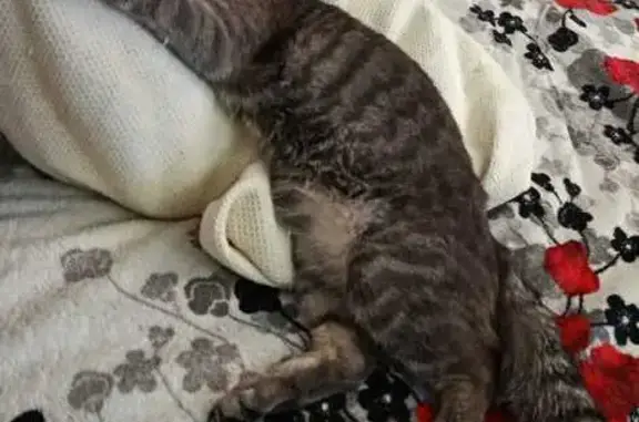 Пропал кот Зевс, ул. Р. Люксембург, 240 - photo