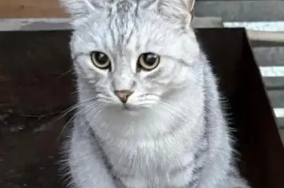 Объявления о пропавших и найденных животных, Троицк, фото: Пропала кошка, ул. Степана Разина 57, Троицк