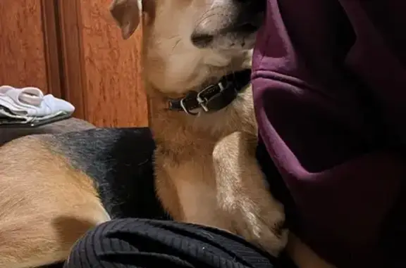 Пропала собака, Псковская ул., Вел. Новгород - photo