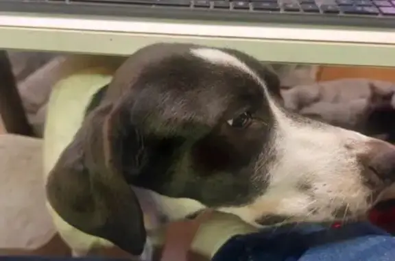 Сочи: найдена собака на Виноградной, 195/13 - photo