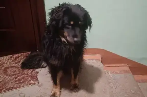 Найденные животные Северодвинск, фото: Собака найдена, ул. Логинова 6, Северодвинск