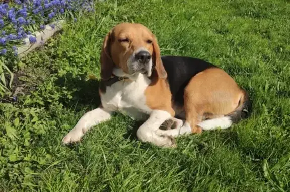 Объявления о пропавших и найденных животных, Шварцевское, фото: Пропала собака на Лесной ул., Шварцевское