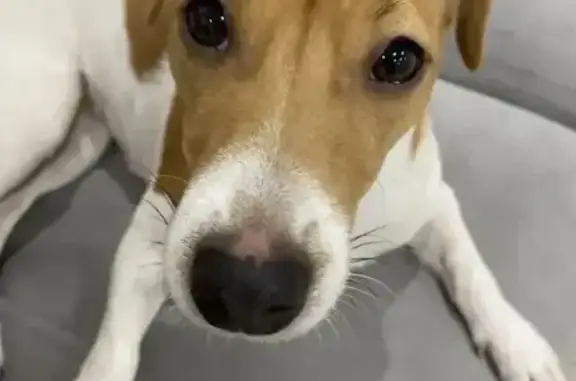 Пропала собака, Сагарчин, Оренбуржье - photo