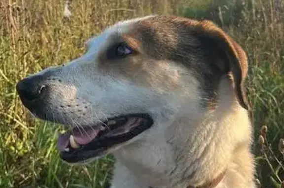 Собаки потеряшки, Кокошкино, фото: Потеряшка собака, Внуково, Москва