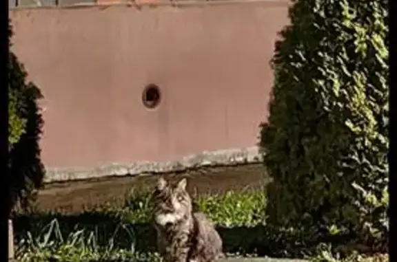 Найдена кошка, Невское, фото: Найдена кошка, Петропавловская ул., 5