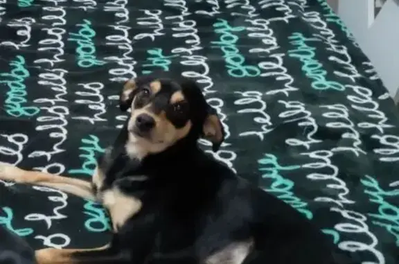 Пропала собака, ул. Свободы, Артёмовский - photo