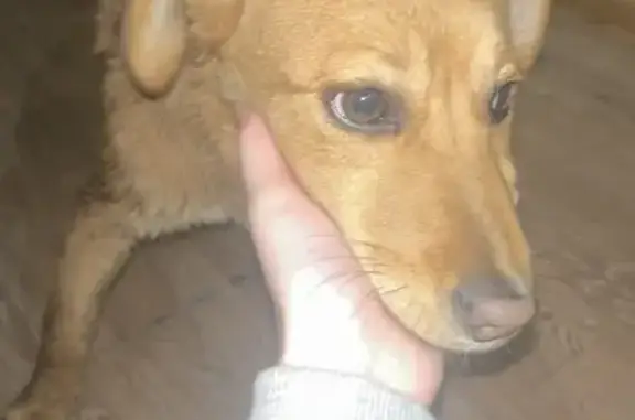 Объявления о пропавших и найденных животных, Нижний Новгород, фото: Собака найдена, ул. Чачиной, 35, НН