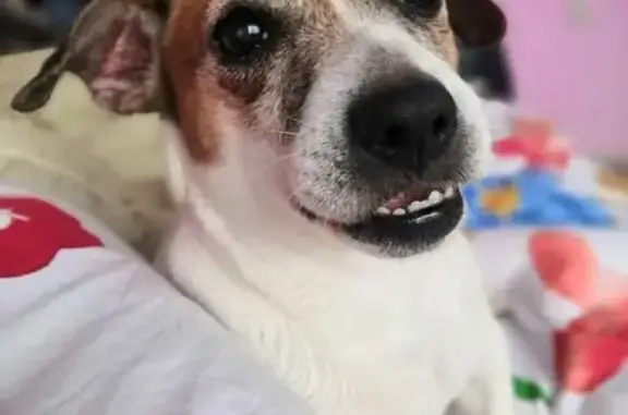 Пропала собака на Пионерской, Переславль - photo