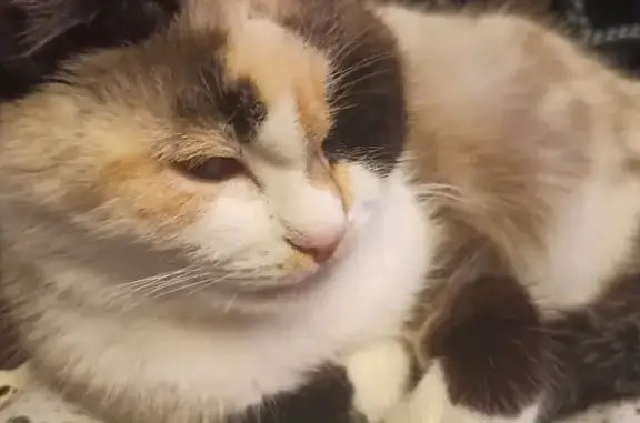 Кошки потеряшки, Белгород, фото: Потеряшка кошка, Курская ул. 9, Белгород