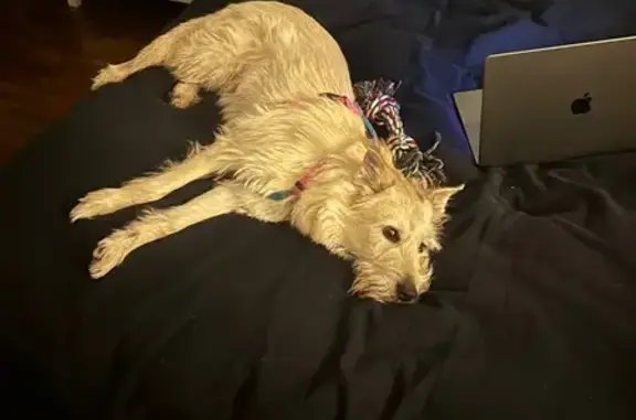 Пропала собака, ул. В. Гассия, 10, Краснодар - photo