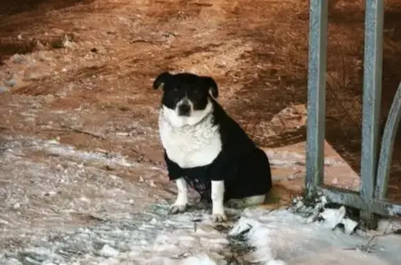 Найдена собака, Ставрополь, фото: Ставрополь: найдена собака, ул. 50 лет ВЛКСМ