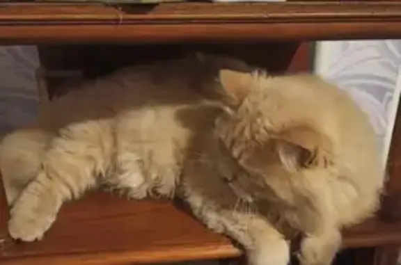 Пропал кот, ул. Гурьева, 176А, Ленино - photo