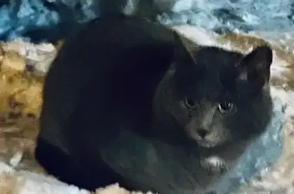 Найдена кошка, Москва, фото: Кошка найдена: Гжатская, 8, Москва