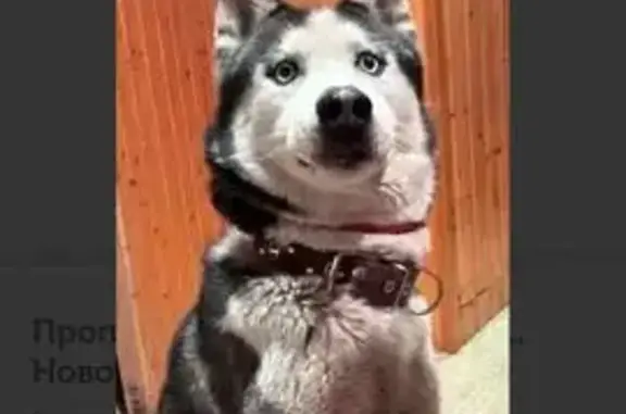 Пропал хаски Рой, Сенная площадь, Новочеркасск - photo