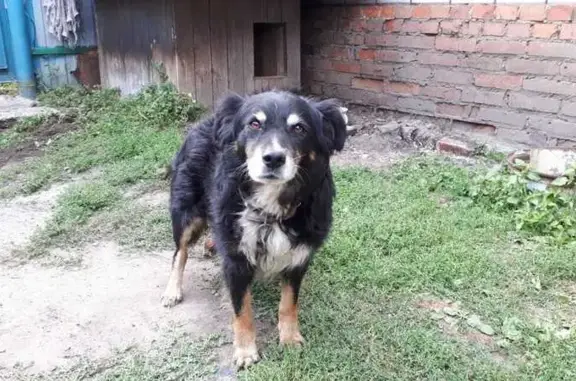 Объявления о пропавших и найденных животных, Новая Ляда, фото: Пропала собака, Новая Ляда