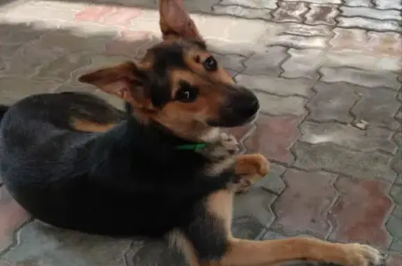 Пропала собака, Тракторная 48Г, Ростов - photo