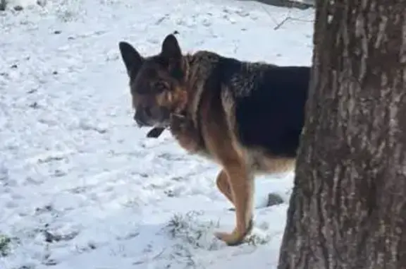 Пропала овчарка, Немировича-Данченко 14 - photo