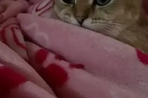 Пропала кошка, Озёрная ул. 3, Южное - photo