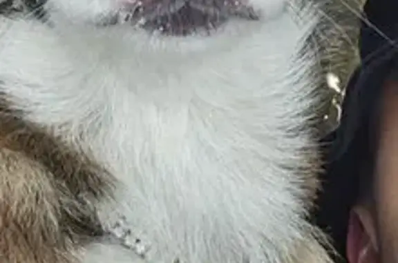 Пропала собака, Красный Октябрь, Белгород - photo