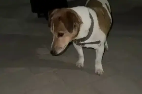 Собаки потеряшки, Ессентуки, фото: Потеряшка собака, Ессентуки, Атаманская 5