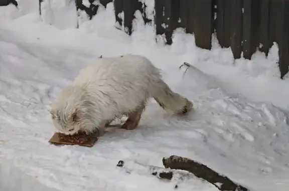 Найденные животные Нахабино, фото: Кошка найдена: Нахабино, Новая Лесная, 1