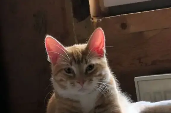 Пропала кошка на 14-я линия, 41, Отрадное - photo