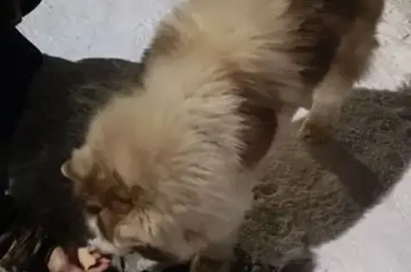 Найдена собака, Йошкар-Ола, фото: Собака найдена: бульвар Чавайна, Йошкар-Ола