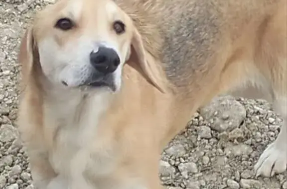 Объявления о пропавших и найденных животных, Подберёзово, фото: Найдена собака у лагеря Юбилейный, 54К-218