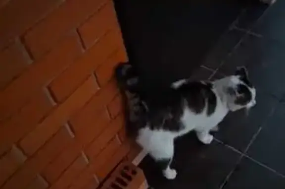 Пропала кошка, ул. Горького, Большой Исток - photo