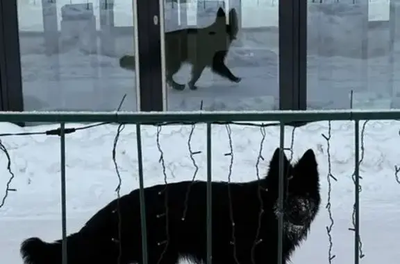 Пропала собака, Ягодный, Екатеринбург - photo