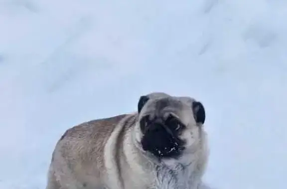 Найденные животные Истра, фото: Мопс найден на 46К-9061, МО