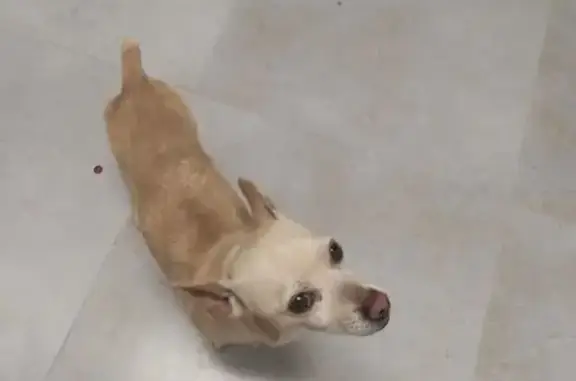 Найдена собака, Майкоп, фото: Найдена собака, ул. Васильева 1 к3, Майкоп