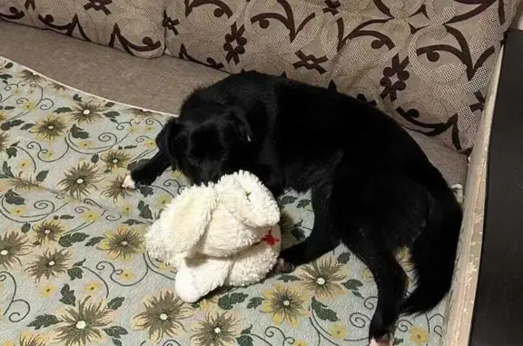 Найдена собака, Таганрогская 159, Ростов-на-Дону - photo