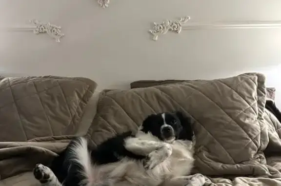 Пропала собака, ул. Нахимсона, 15, Ярославль - photo