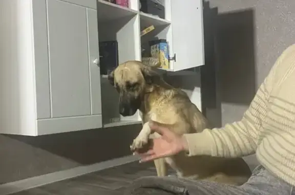 Пропала собака, ул. 51-й Гвард. дивизии, Волгоград - photo