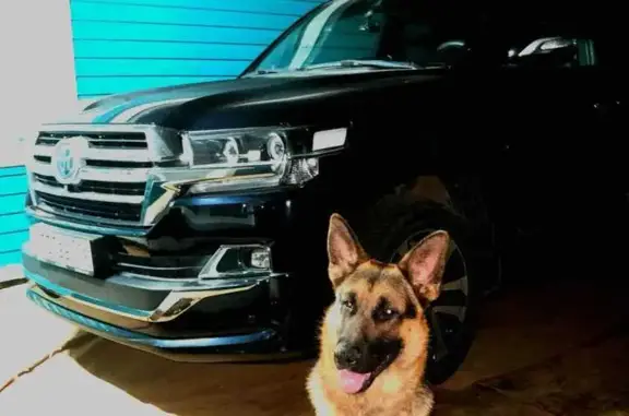 Пропала собака на Центр. Отарской, 4, Казань - photo