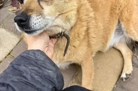 Пропала собака, ул. Джелаухова, Крым - photo