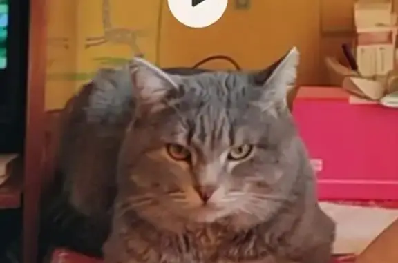 Объявления о пропавших и найденных животных, Барнаул, фото: Пропала кошка Васька, ул. Фомина, 70